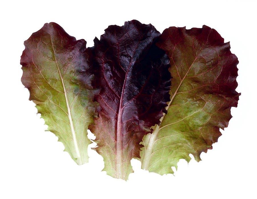 Baby Red Leaf